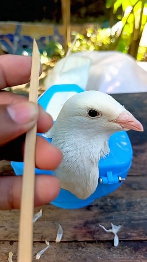 1.3M views · 4.3K reactions | Pigeon care #pigeon #kabutar #feeding #garlic | অনুভুতি f e e l i n g s ツ | Facebook