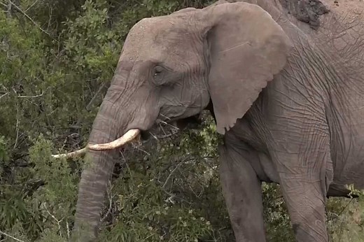 Quick test reveals illegal elephant ivory disguised as mammoth tusks