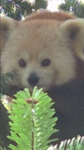 Ein roter Panda / A red Panda at the Zoo ‪@parconaturaviva‬ 🥰 #emil #animals #zoo