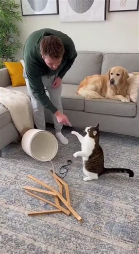 Busted… But Still Arguing! Cat Refuses to Accept the Charges 😂🐱💡 #foryou #foryoupag #viralshort