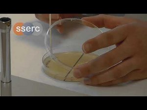 Micro Technique 5 environmental swab