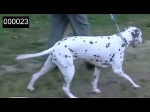 Dog Walk Cycle Reference