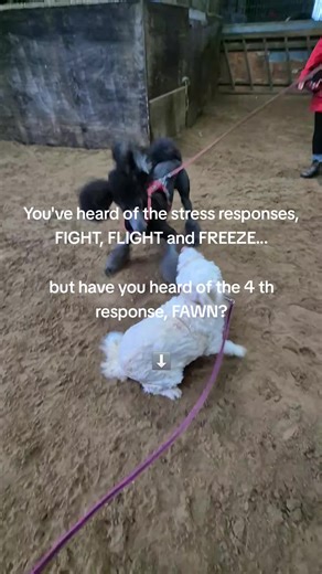 We often learn that in response to stress dogs (and all animals including humans) can respond with fight, flight or freezing. This might lead a stressed or frightened dog to show aggression, run away or stay frozen cowering with anxiety. However, a less discussed but just as important response is FAWNING. This is when a dog responds to a stressful situation with over friendliness, appeasment behaviours like rolling on their back, mouth licking, excessive jumpung up or flirty (or humpy) behaviour