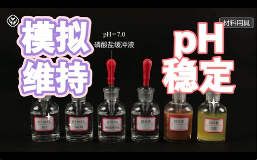 【生物学选修1】模拟生物体维持pH的稳定 稳态与调节内环境探究实验高中生物缓冲对缓冲液