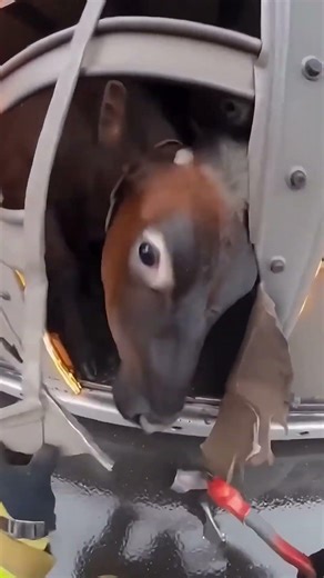 Firefighter Rescues Animals Stuck In A Traffic Fire !