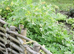 Semer du persil : guide pratique pour une récolte réussie !