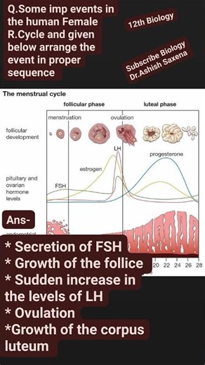 Menstrual Cycle 12th Biology Arrange the event in proper sequence