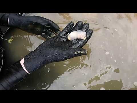 Snippet: Shipworms that eat rocks