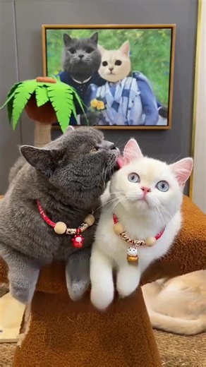 Video của Finger Pet (@fingerpet_vn) với bản nhạc 原创音乐 - Finger Pet