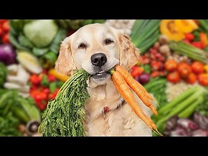 💚 Are Vegan Dog Food Good For Dogs?- Explained By Dr Griffiths