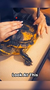 161K views · 1.5K reactions | The Most Beautiful Turtle Ever Emerges #AnimalFacts #Wildlife #turtlepower | Be Animal Facts | Facebook