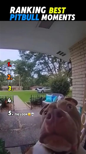 Ranking Funny Pitbull Moments😭💀