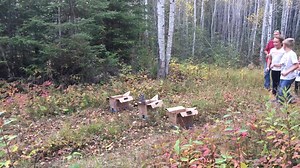 Back in the spring 3 boreal owls found themselves in trouble. Their nest tree had come down at Little Abitibi Lake Lodge (North end of Little Abitibi Lake Lodge). The camp manager put them in a box and called Chad Calaiezzi who then contacted the Ministry of Natural Resources and Forestry (MNRF). They were then transported by boat (approx. 17km) to the boat launch on the Little Abitibi River (at HWY 652) where he handed them over to a conservation officer with the MNRF. PNPC Animal Rescue-The Ca