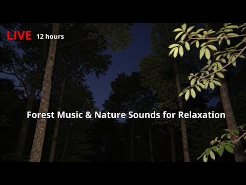 🔥 LIVE Forest Music & Nature Sounds for Relaxation 🎧🌲 for Stress Relief for 12 Hours