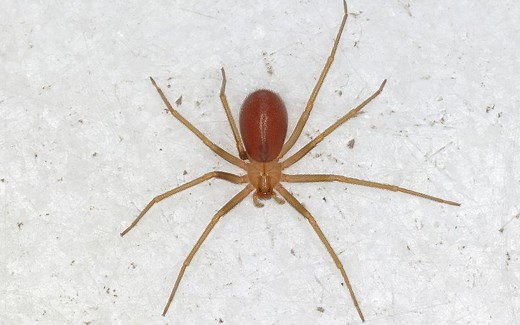 Loxosceles laeta: qué es, características, hábitat, nutrición, reproducción