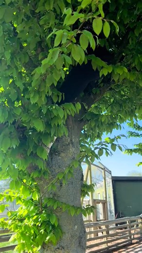 Reece recovering tubs AGAIN‼️ #animals ##freeflying##macaws##militarymacaw##allflyers #asmr ##horse##blueandgoldmacaw##freeflyers##macawsoftiktok##greenwingmacaw##budgie##freeflyingbudgies##macaws##scarlet##flyer##fly##blueandgoldmacaw##macaws##freef~ #love #reels #foryou | Antw