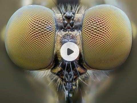 Mosquito eye inspires artificial compound lens (video) - American Chemical Society