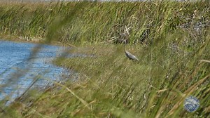 🌿 Read SFWMD staff updates on weather, water, and other ecological conditions from across South Florida in the latest Weekly Environmental Conditions Report. Visit SFWMD.link/4aS4BeW to read the latest update. | South Florida Water Management District