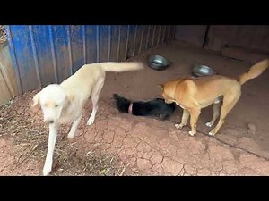 Why didn't the female dog in heat mate when she entered the male dog's house?