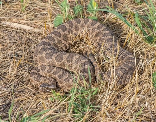 Check out hundreds of snakes on the ‘Colorado Rattlecam’