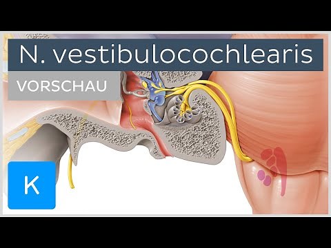 Nervus vestibulocochlearis: Anatomie, Verlauf und Funktion (Vorschau) | Kenhub