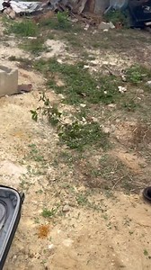 Hit counter on Reels
