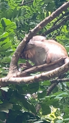 Monkey run over #injuredmonkeys | American Wildlife