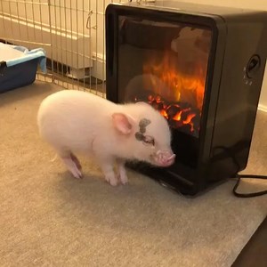662K views · 10K reactions | Actual footage of me during winter...  Stella Max Pig | IGV | Facebook