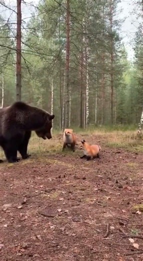 Mother fox vs bear — unbelievable moment 🦊🐻
