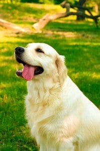 Labrador Retriever Temperament and Behavior: What To Expect?