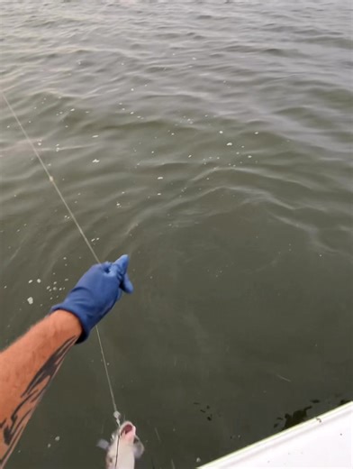 158K views · 1.1K reactions | Catching and releasing with Bubba’s Punch Bait MAD KATZ | Lake Tawakoni Whisk'R Fish'N Trophy Guide Service | Facebook