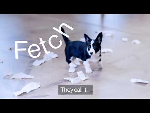 Features | Fetch 🐕