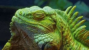 Green Iguana Large Arboreal Herbivorous Lizard Stock Footage Video (100% Royalty-free) 3827324345 | Shutterstock