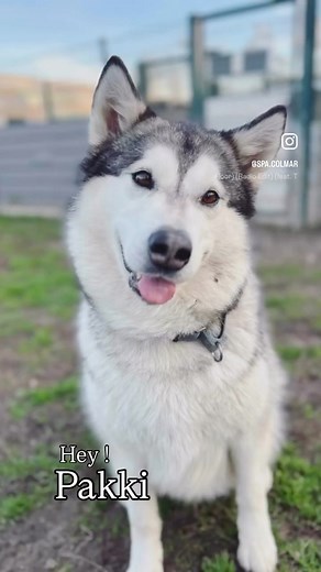 👋🏼PAKKI fait Hey ! Elle se sent seule et attend désespérément sa famille. Elle fait partie des invisibles du refuge…nous ne comprenons pas pourquoi. Elle est douce, gentille et dynamique ! Découvrez son profil ➡️https://www.spa-colmar.fr/Project/pakki/ | Société Protectrice des Animaux (S.P.A.) de Colmar