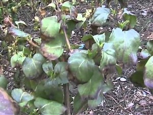 Pruning Fuchsia Standards