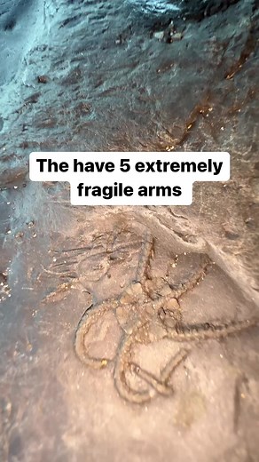 Jurassic Crinoid Fossil with Starfish - Incredible Details Revealed