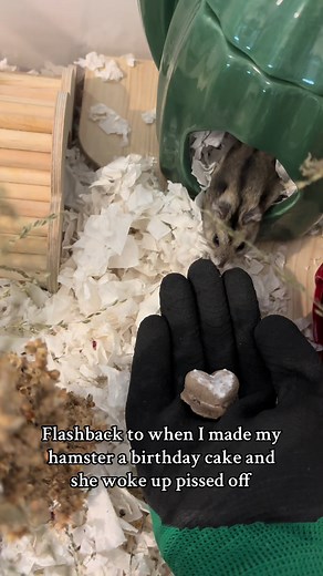Grumpy Hamster's Birthday Cake Surprise