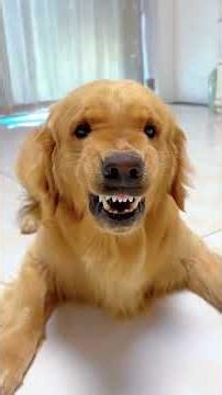 Look at what the dog is saying to you#Pet science popularization knowledge