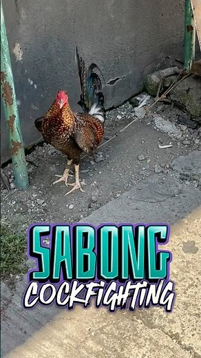 Sabong Cockfighting Rooster Philippines