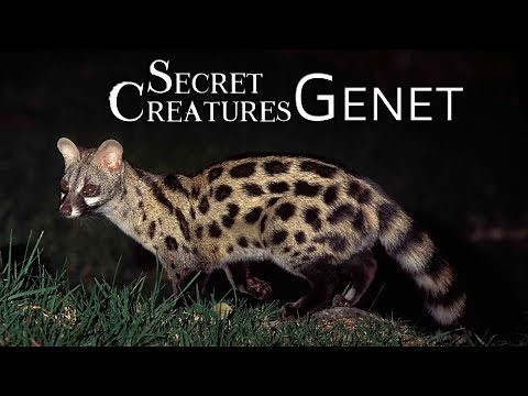 Secret Creatures: Genet