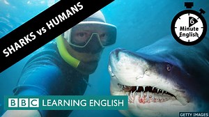 4.7K views · 280 reactions | Do sharks kill more humans or do humans kill more sharks? 麗 Sharks have gained a reputation for being vengeful creatures. A lot of it might have to do with the 70s blockbuster movie 'Jaws'. But is this true? Listen to 6 Minute English to find out. #learnenglish #sharks #englishvocabulary #jaws #predator | BBC Learning English | Facebook