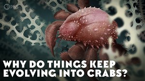 172K views · 4.1K reactions | For some reason, animals keep evolving into things that look like crabs, independently, over and over again. What is it about the crab’s form that makes it so evolutionarily successful that non-crabs are apparently jealous of it? | Eons • PBS | Facebook