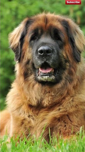 The Lion Dog: 170 lbs of Pure Gentle? 🦁🛡️ #Shorts #GiantDog
