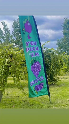 Went to pick grapes today | Keshia Smiley