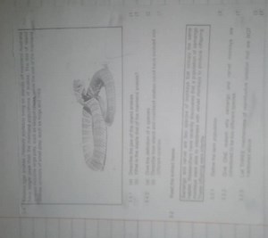 3.4 Eastern tiger snakes (Notechis scutatus) living on islands ... | Filo