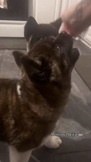 extra crunchy 👹 | Morrow Akitas