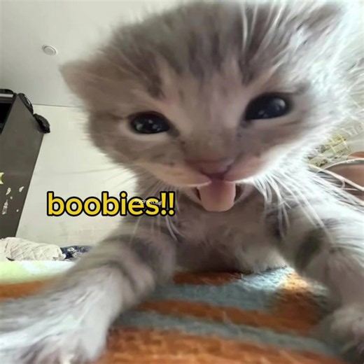 #core #cats #meme #funny #cute | Cute Cat