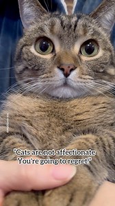 8.7K views · 656 reactions | Are cats affectionate?❤️ #cat #FunnyCats #cutecat | Ringodanyan | Facebook