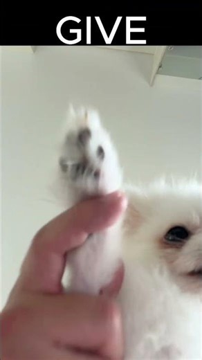 MY DOG BROKE MY PHONE FOR THIS… 😭 #puppy #pomeranian #pets #funny