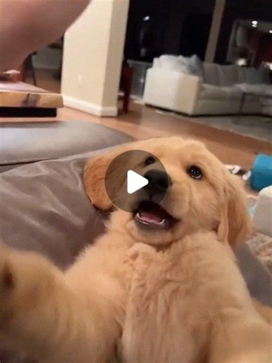 Yorkie & Poodle USA on Instagram: "Embracing the journey, flaws and all. 💫 , , , , , , , , , , , , , , , , , , , , , , , , #dogfitness #fitnessdog #doggyfitness #doglover #cutedog #cutestdog #dogcute #dogsbeingcute #doggielover #funnypuppy #puppyfunny #funnypugpuppy #dogreels #reelsdog #dogreelsofinstagram #cute #dog #dogpic #cutedogsworldwide #animallover #animalslover #animalprintlover #animalloversofinstagram #animalcrossinglover #loveranimal"